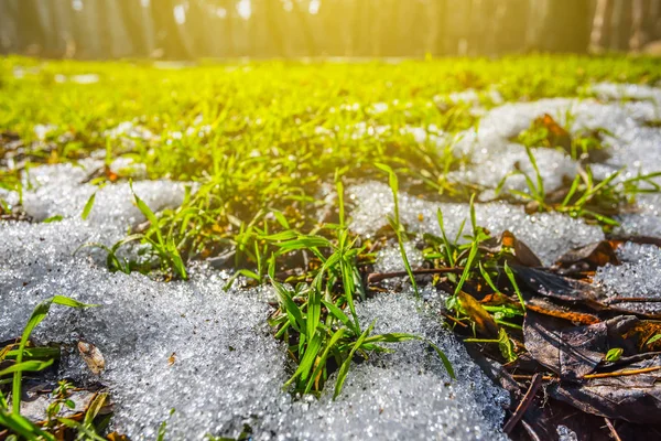 Nahaufnahme Grünes Gras, das sich durch den Schnee schiebt — Stockfoto