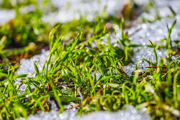 クローズ アップ緑色草、雪を介してプッシュします。 — ストック写真