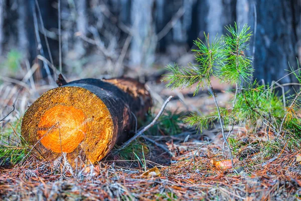 Pine tree dziennika kłamstwo w lesie — Zdjęcie stockowe
