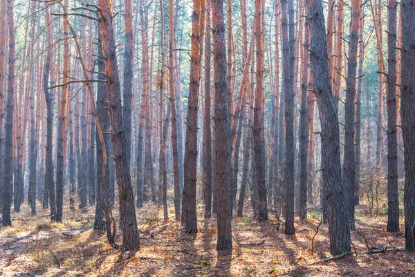 Belle scène de forêt de pins de printemps lumineux — Photo