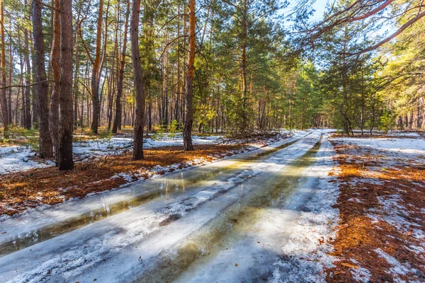 Krásná jarní borovice lesní scéna — Stock fotografie