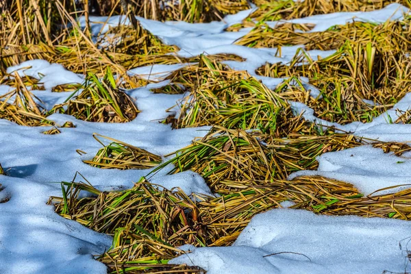 Grünes Frühlingsgras inmitten eines schmelzenden Schnees — Stockfoto