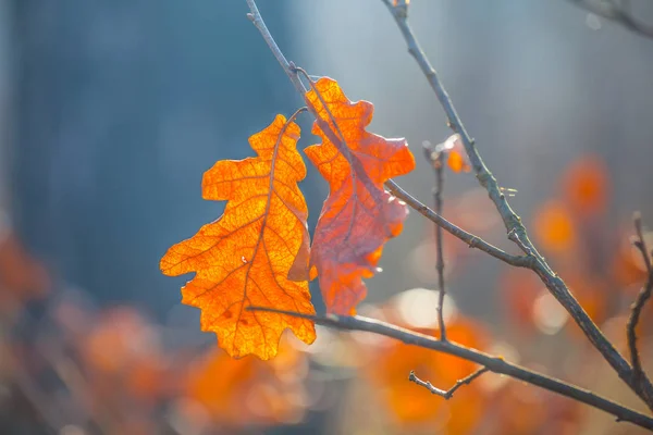 Closeup red dry oak tree branch — Stock Photo, Image