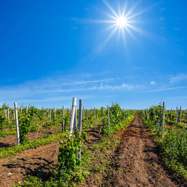 Weinberg unter glühender Sonne — Stockfoto