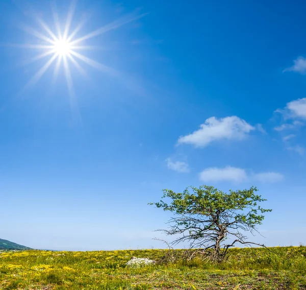 Ensamt träd upphov bland en gröna fält — Stockfoto