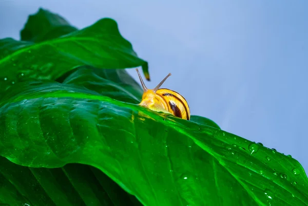 Caracol de uva em uma folha verde — Fotografia de Stock