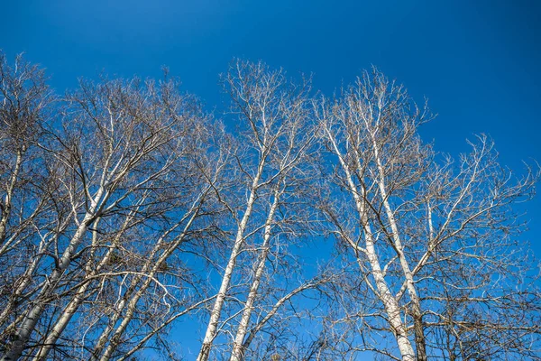 Frühling nackte Bäume auf blauem Himmel Hintergrund — Stockfoto