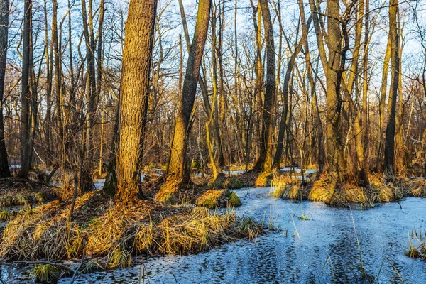 静かな春の氾濫水の森 — ストック写真