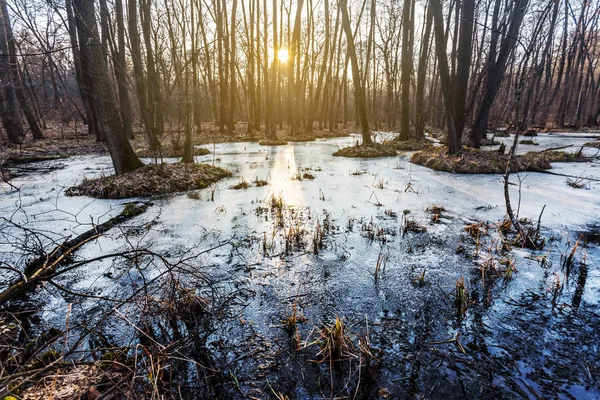 Tiché jaro zaplavila lesa ve vodě na západ slunce — Stock fotografie
