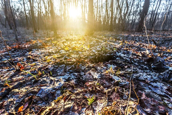 Tranquilla foresta primaverile al tramonto — Foto Stock