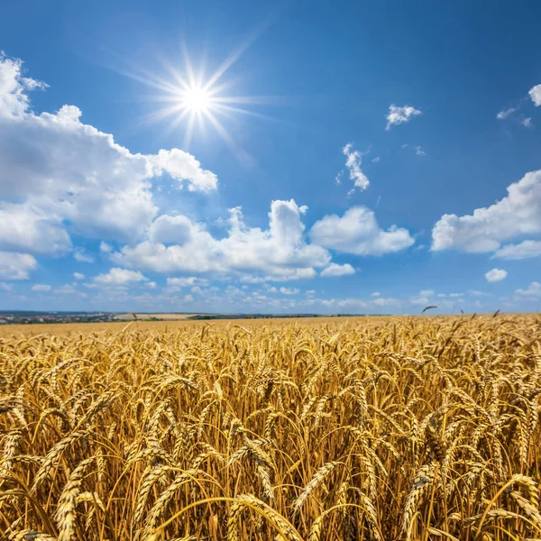 Sommerweizenfeld unter funkelnder Sonne — Stockfoto