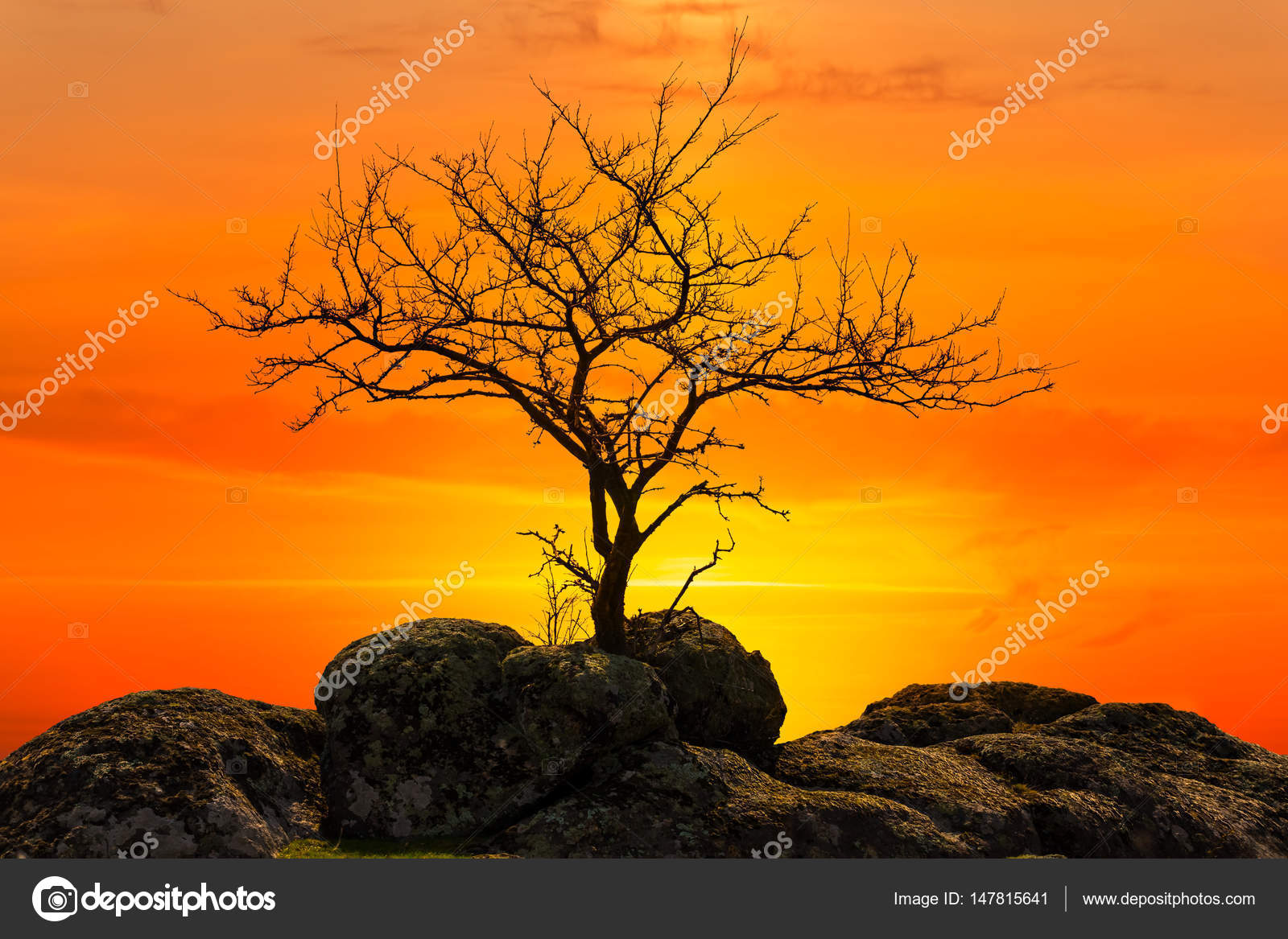 Dry Tree Silhouette On A Dramatic Sunset Background Stock Photo Image By C York 76