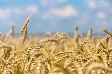 portre yaz buğday alanı