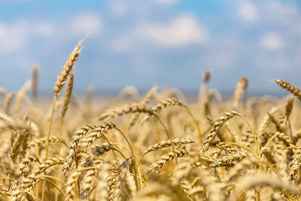 portre yaz buğday alanı