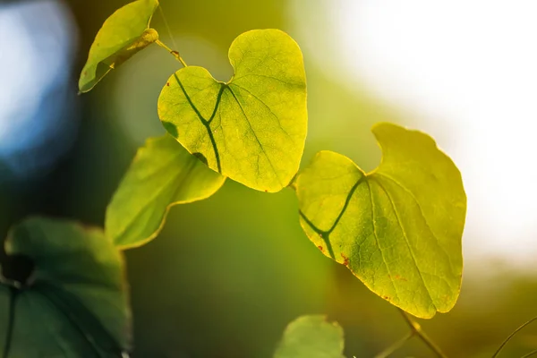 Closeup green tree branch in a sunshine — Stock Photo, Image