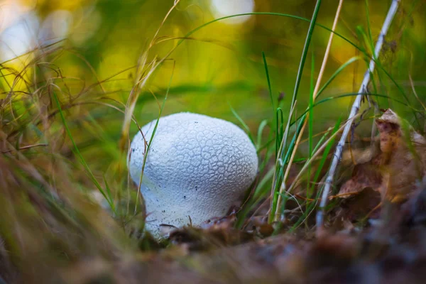 Gros plan blanc champignon bouffon dans une herbe — Photo