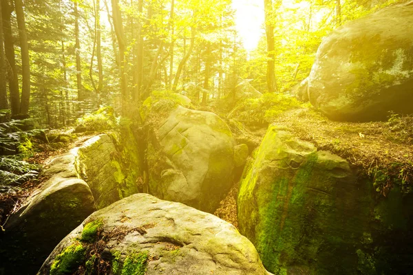 Huge rock in a forest — Stock Photo, Image