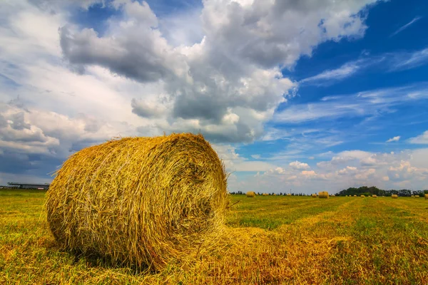 Summer wheat field after a harvest scene — Stock Photo, Image