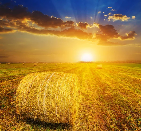 Campo de trigo de verano después de una cosecha al atardecer — Foto de Stock