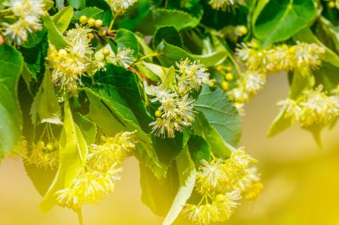 Bir çiçeğin içindeki ıhlamur dalını kapatın.