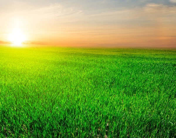 Verde campo rurale al tramonto — Foto Stock