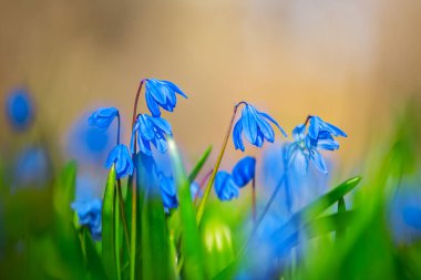 Güzel closeup mavi çiçekler