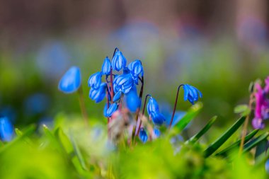 bir ormandaki closeup mavi bahar çiçekleri