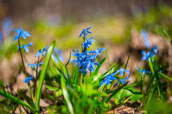 Kleine blauwe lente bloemen in een bos — Stockfoto
