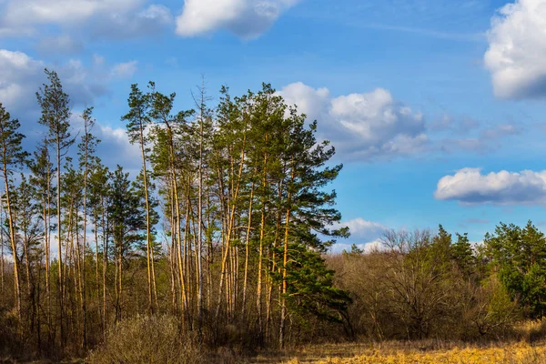 Wiosną pine tree leśnej polanie i pochmurne niebo — Zdjęcie stockowe