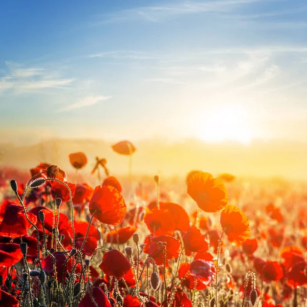 Red poppy field at the sunset — Stock Photo, Image