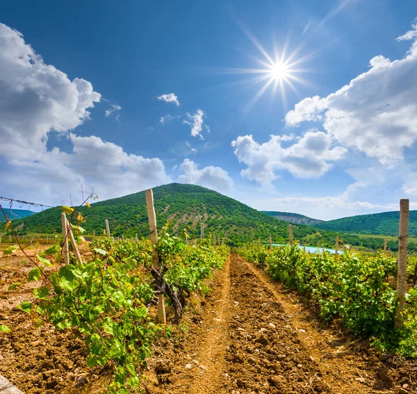 Kebun anggur hijau ina lembah pegunungan di bawah matahari bersinar — Stok Foto
