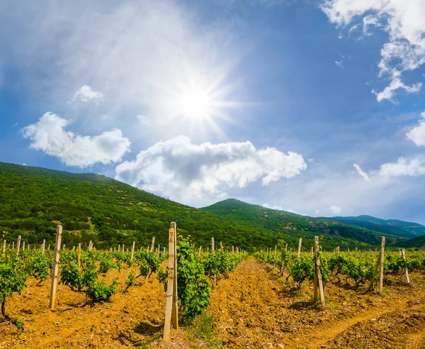 Vigneto estivo tra una valle di montagna nella giornata di sole — Foto Stock