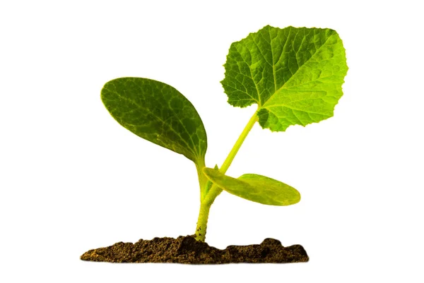 Kleine groene plant geïsoleerd op een witte achtergrond — Stockfoto