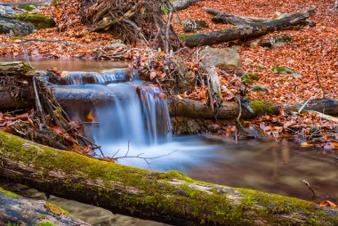 Tatlı küçük brook bir dağ Kanyon