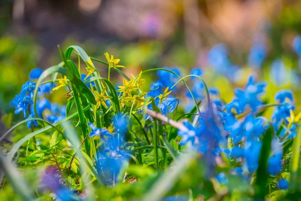 Beautiful closeup spring flowers — Stock Photo, Image