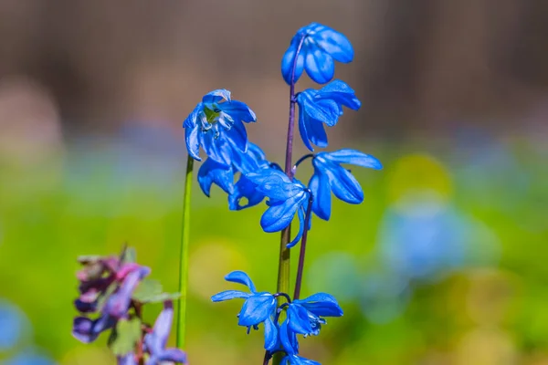 森の春の花をクローズ アップ — ストック写真