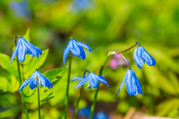 Closeup kleine blauwe bell bloemen — Stockfoto