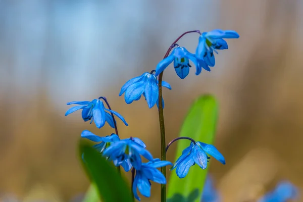 森のクローズ アップ小さな青い春の花 — ストック写真