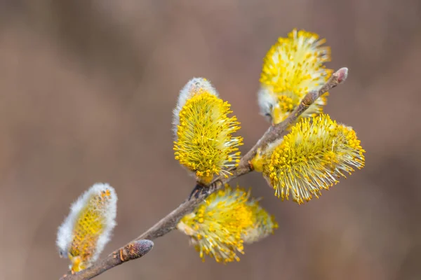 Närbild fitta-willow gren med små blommor — Stockfoto