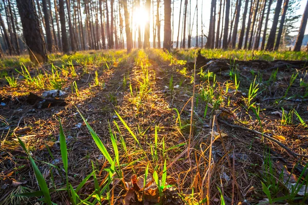 Pine tree forest scène in de avond — Stockfoto