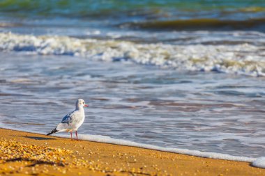 martı dalgalar deniz sınırında