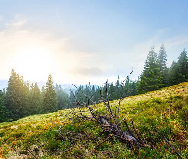 Grüner Berghang am frühen Morgen — Stockfoto