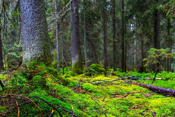 Closeup pădure de pin verde — Fotografie, imagine de stoc
