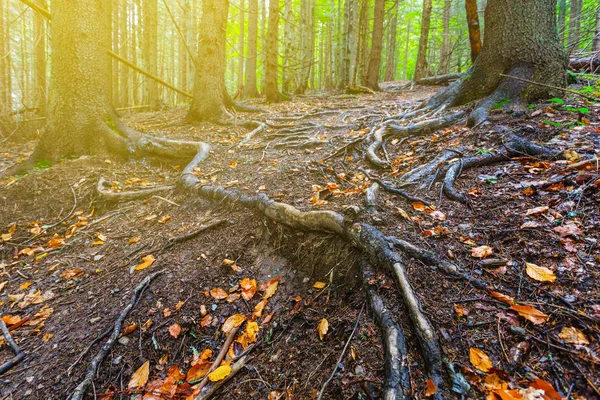 Floresta de montanha de outono em um raio de sol — Fotografia de Stock