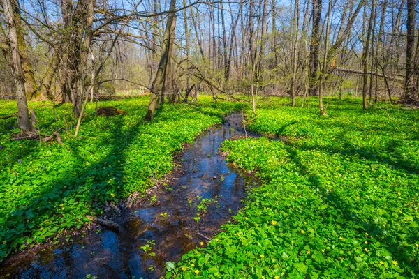 Hermoso claro de bosque de primavera cubierto de flores — Foto de Stock