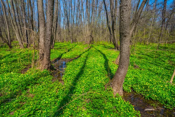 Primavera radura foresta con fiori — Foto Stock