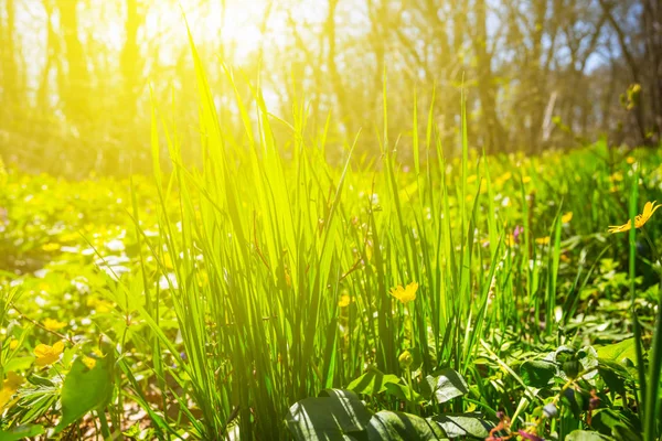 Closeup green forest glade in a rays of sun — Stock Photo, Image