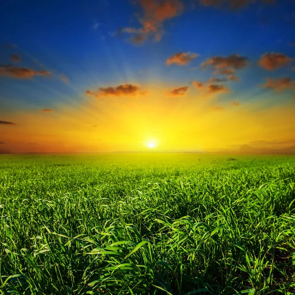 Dramatische zonsondergang over een groene velden — Stockfoto