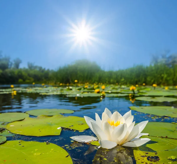 Beautiful closeup white lily floating in a summer river — Stock Photo, Image