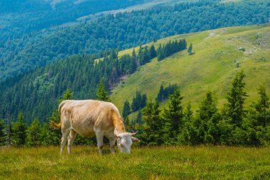 Yeşil dağ mera üzerinde kahverengi inek